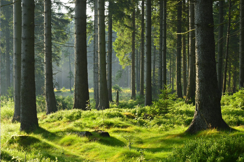 aa
